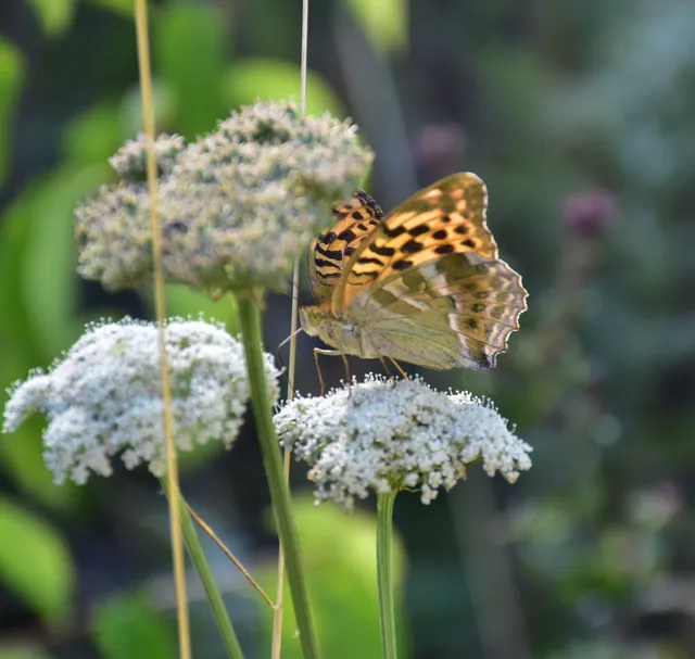 Argynnis paphia - nagy gyöngyházlepke