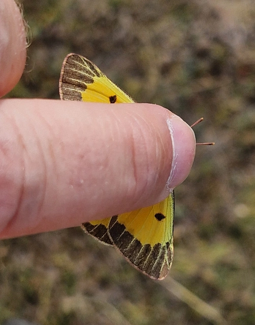 Colias chrysotheme - dolomit-kéneslepke
