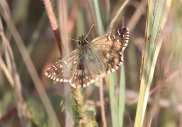 Pyrgus armoricanus - feles busalepke