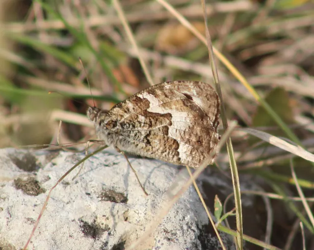 Hipparchia semele - barna szemeslepke