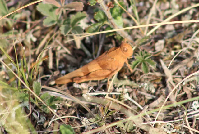 Oedipoda caerulescens - kékszárnyú sáska