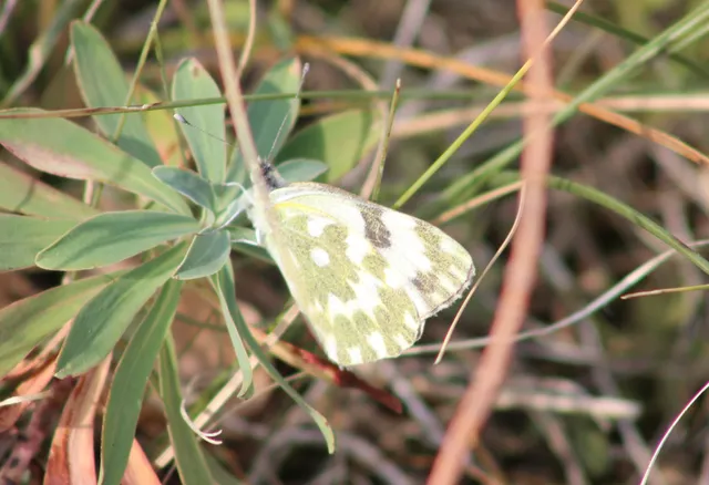 Pontia edusa - rezedalepke