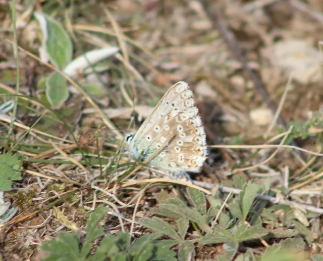 Polyommatus coridon - ezüstkék boglárka