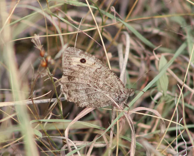 Arethusana arethusa - közönséges szemeslepke