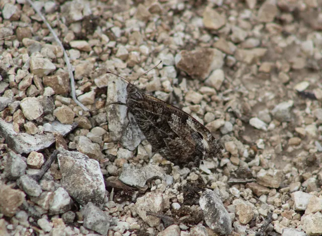 Hipparchia semele - barna szemeslepke