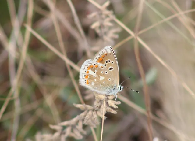 Polyommatus dorylas - fénylő boglárka