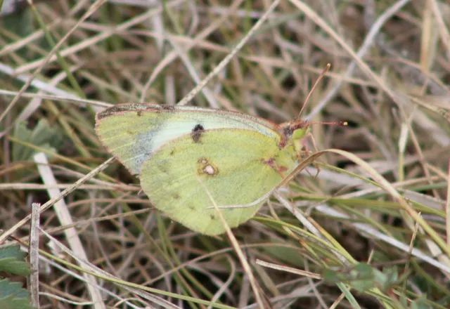 Colias hyale - kéneslepke