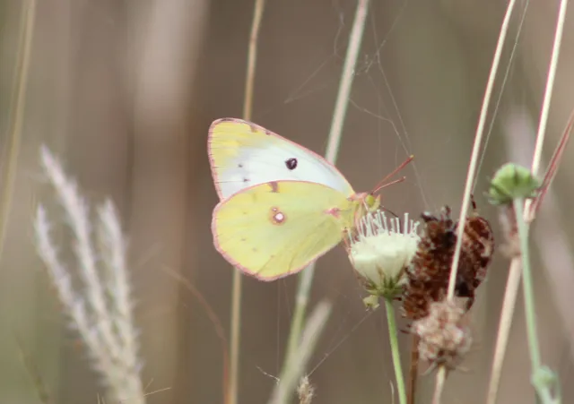 Colias alfacariensis - déli kéneslepke
