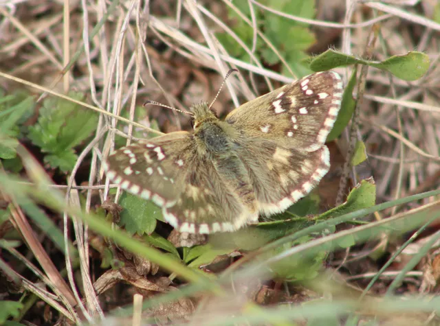 Pyrgus armoricanus - feles busalepke