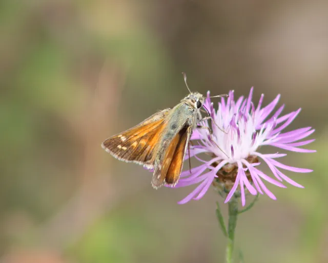 Hesperia comma - vesszős busalepke