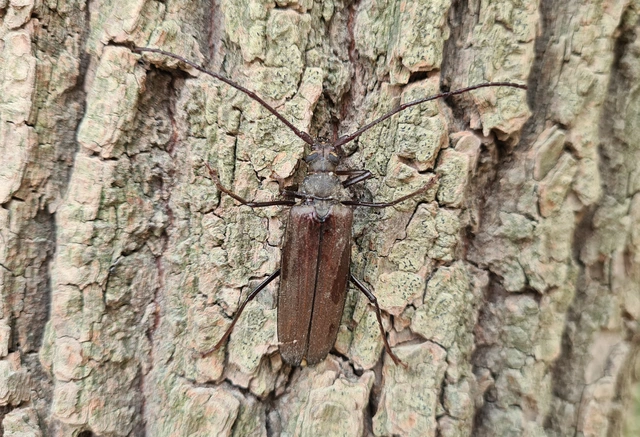 Aegosoma scabricorne - diófacincér
