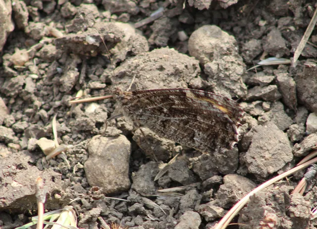 Hipparchia semele - barna szemeslepke