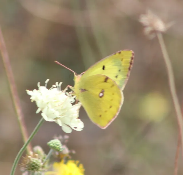 Colias alfacariensis - déli kéneslepke