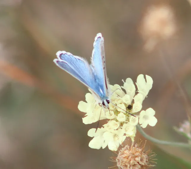 Polyommatus dorylas - fénylő boglárka