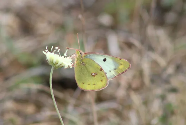 Colias hyale - kéneslepke