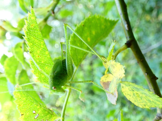 Phaneroptera nana - pontozott repülőszöcske