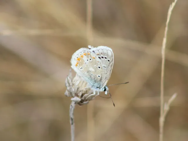 Polyommatus dorylas - fénylő boglárka
