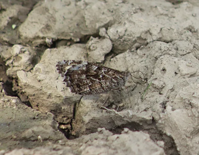 Hipparchia semele - barna szemeslepke