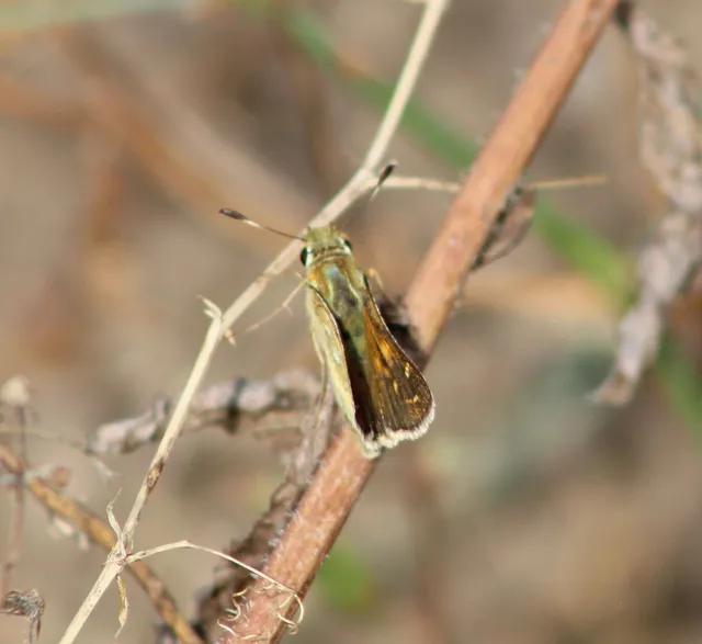 Hesperia comma - vesszős busalepke