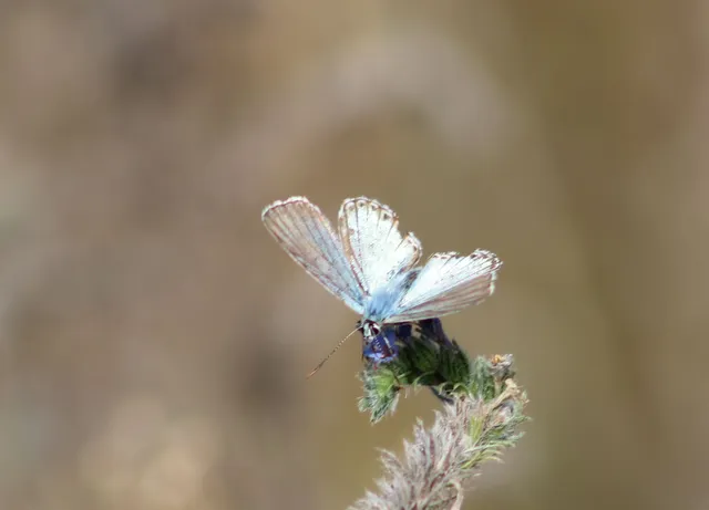 Polyommatus coridon - ezüstkék boglárka