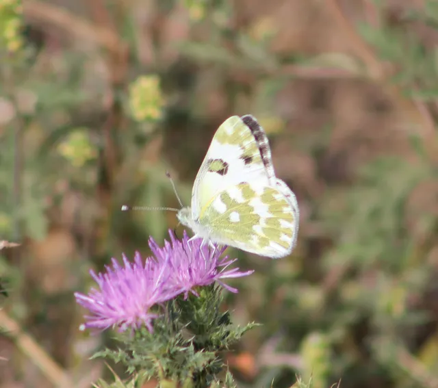 Pontia edusa - rezedalepke