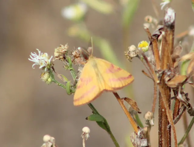 Lythria purpuraria - bíborsávos araszoló