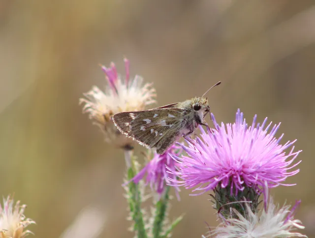Hesperia comma - vesszős busalepke