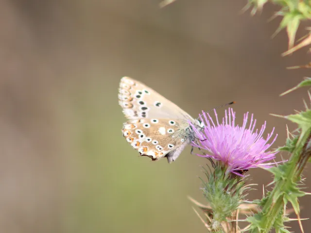 Polyommatus coridon - ezüstkék boglárka