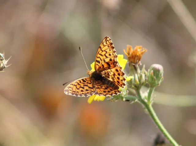 Boloria dia - kis gyöngyházlepke