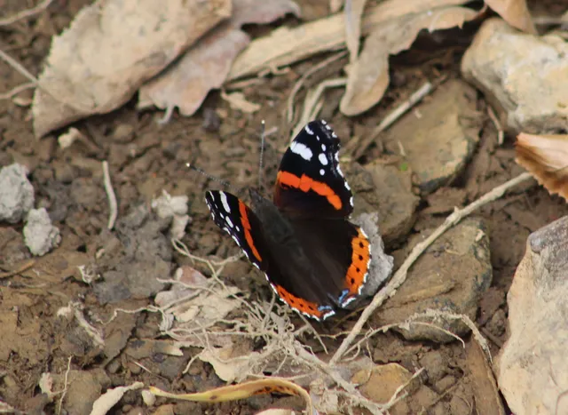 Vanessa atalanta - atalantalepke