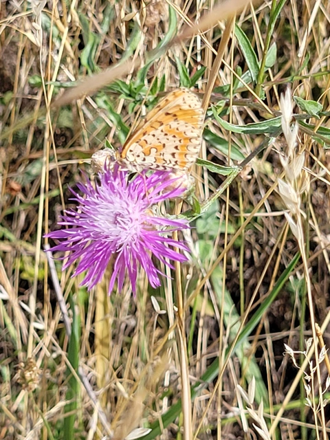 Melitaea didyma - tüzes tarkalepke
