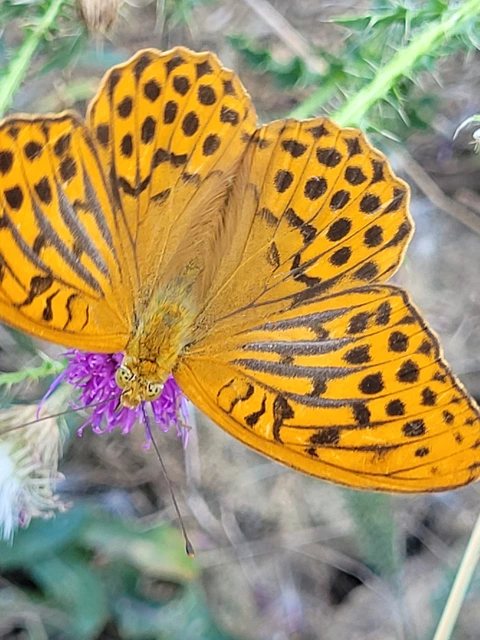 Argynnis paphia - nagy gyöngyházlepke