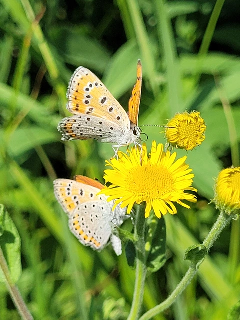Lycaena thersamon - kis tűzlepke