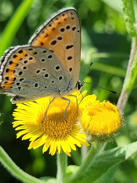 Lycaena thersamon - kis tűzlepke
