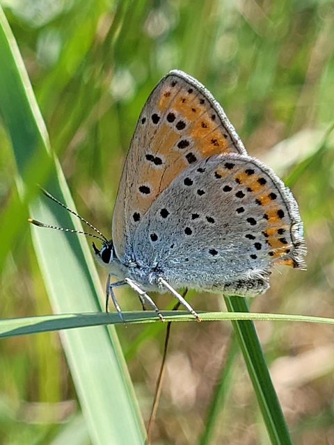 Lycaena thersamon - kis tűzlepke