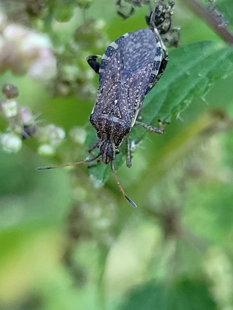 Ceraleptus gracilicornis - tüskéslábú karimáspoloska