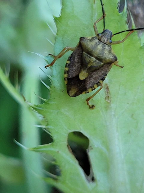 Carpocoris Carpocoris