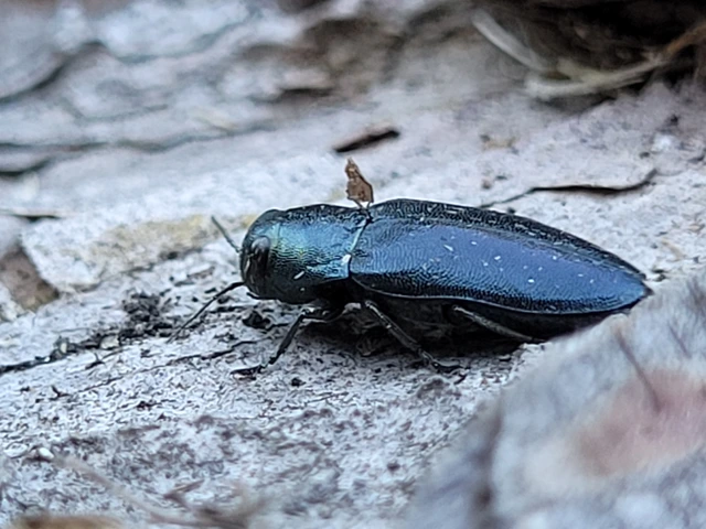 Phaenops cyanea - kék fürgedíszbogár