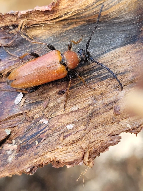 Stictoleptura rubra - vörös virágcincér