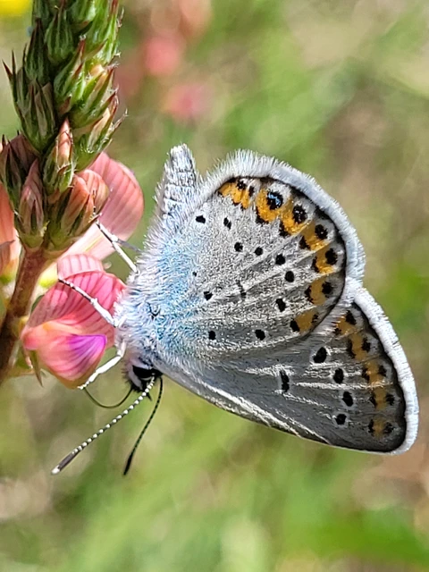 Plebejus argyrognomon - tintakék boglárka