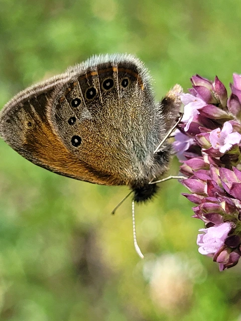 Coenonympha glycerion - közönséges szénalepke