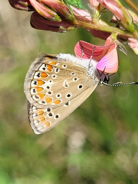 Polyommatus thersites - ibolyaszín boglárka