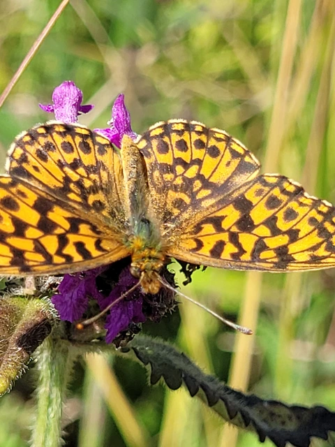 Boloria dia - kis gyöngyházlepke
