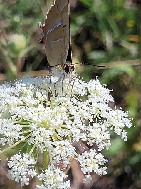 Thecla betulae - nyírfalepke