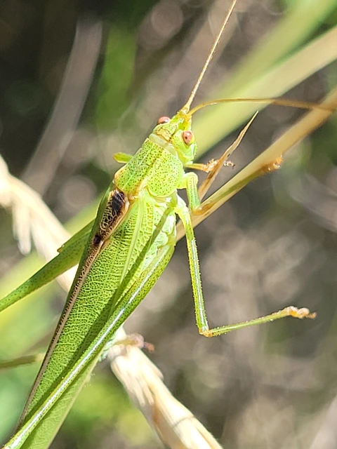 Phaneroptera falcata - zöld repülőszöcske Phaneroptera falcata - zöld repülőszöcske