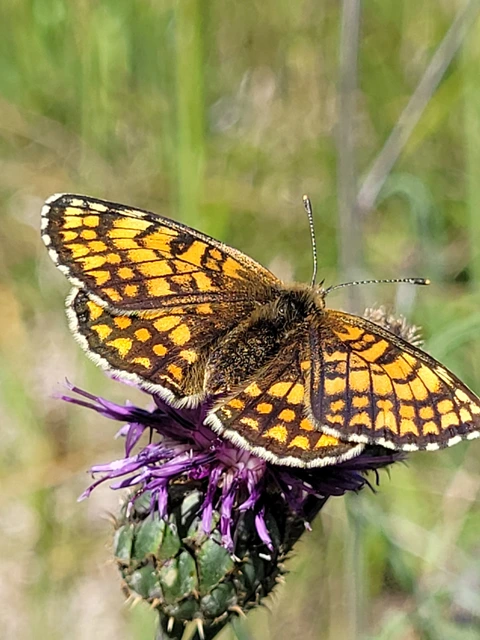 Melitaea athalia - közönséges tarkalepke
