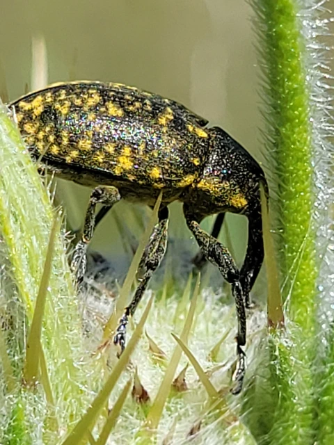Larinus sturnus - aszat-púderbarkó