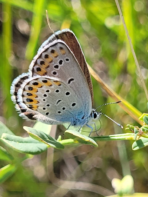Plebejus argyrognomon - tintakék boglárka