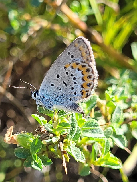 Plebejus argyrognomon - tintakék boglárka