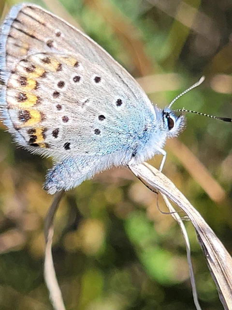 Plebejus argyrognomon - tintakék boglárka